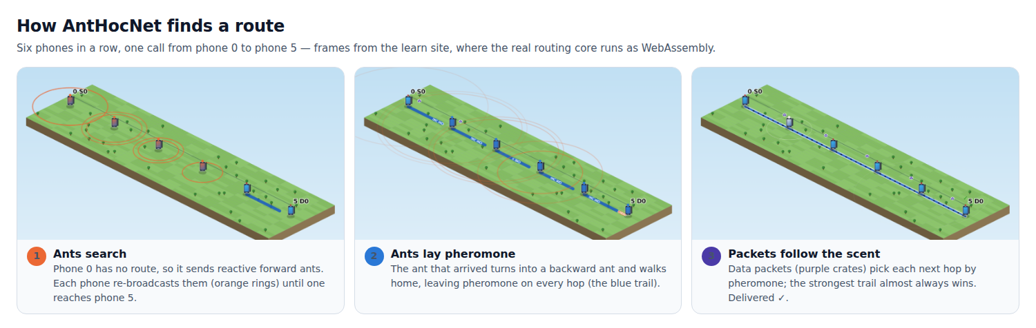How AntHocNet finds a route: reactive forward ants search, a backward ant lays pheromone on the way home, data packets follow the strongest trail